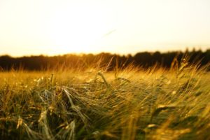 barley, field, spike