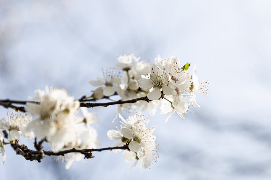White blossoms in full spring bloom on a branch against a clear sky.
