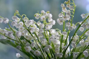 lilies of the valley, flowers, flower wallpaper, white flowers, petals, bloom, blossom, flora, beautiful flowers, plants, flower background, nature