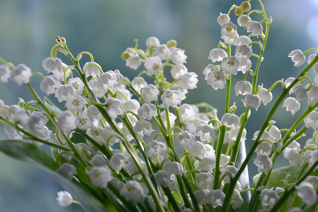 lilies of the valley, flowers, flower wallpaper, white flowers, petals, bloom, blossom, flora, beautiful flowers, plants, flower background, nature